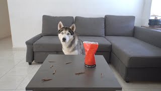 Leaving My Husky Home Alone With His Favorite Treats..