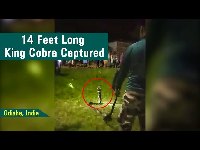 14 Feet Long King Cobra Captured by Pramid Kumar in Odisha, India