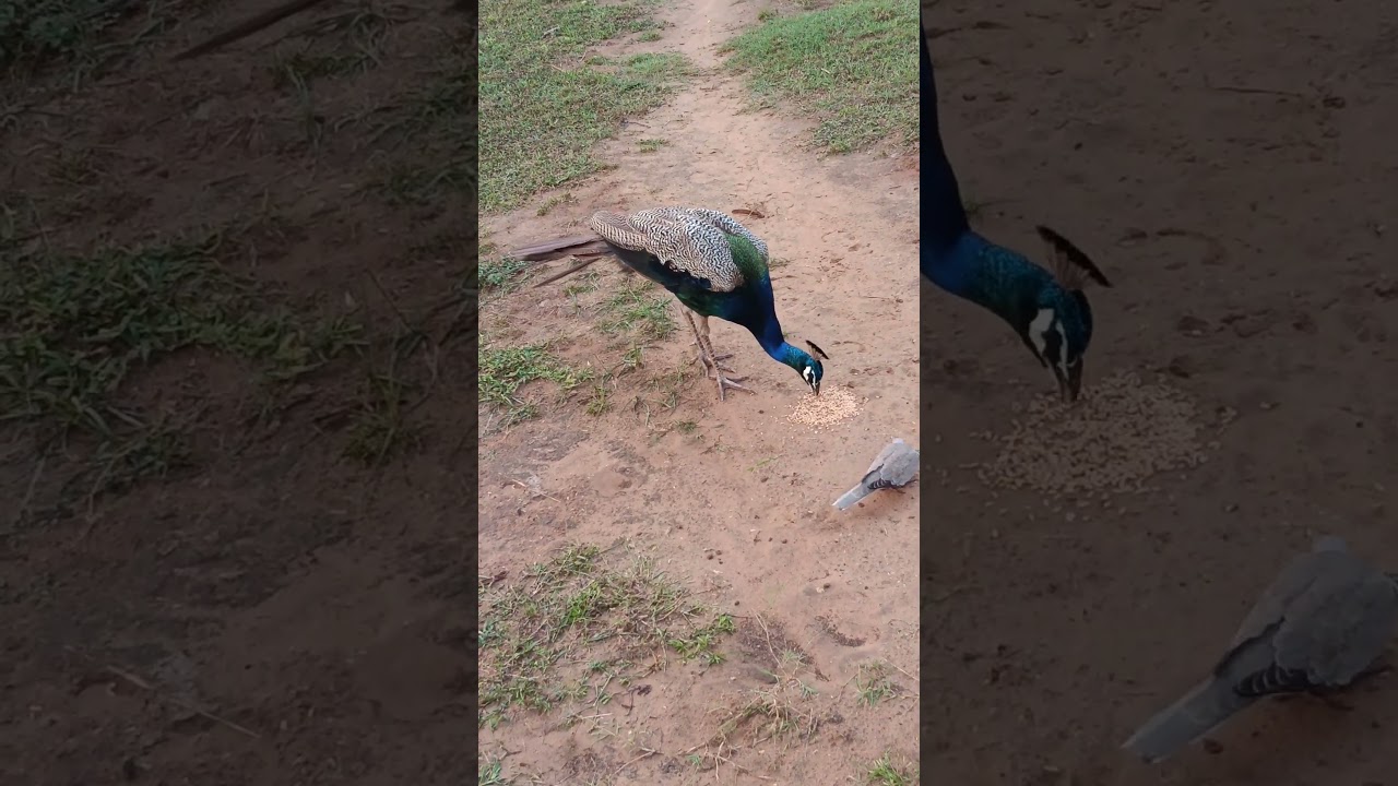 मोर को दाना डालने हूवे 🦚🦚 #peacock 🦚💖 #birdsong 🦚💐 #birds ✨🍂 #thebirdsonggroup 💐✨ #animals 💐✨