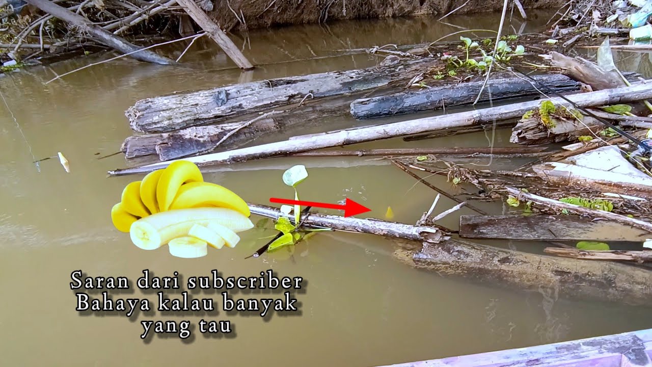 Memancing ikan gurame liar, menggunakan umpan pisang, pelampung tenggelam syahdu.