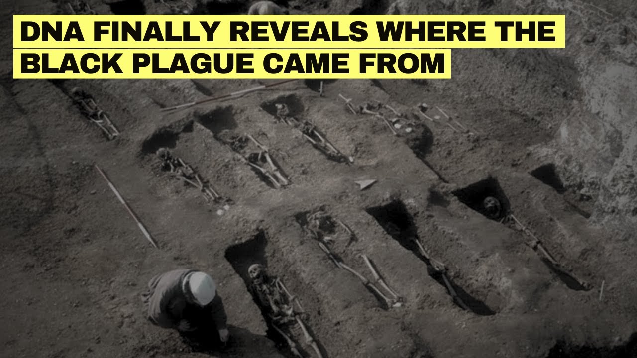Ancient DNA From Medieval Teeth Reveals the REAL Origin of Black Death!