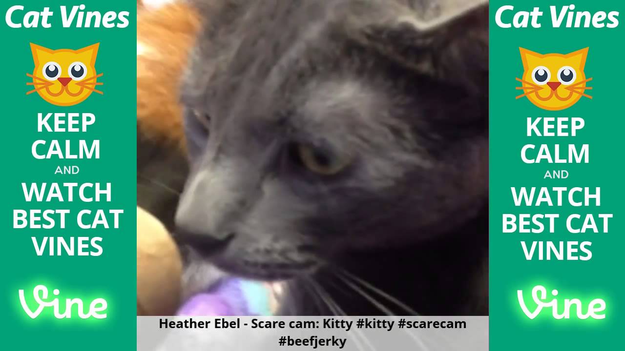 funniest videos download Funniest Cat Vines #46 - Updated August 12th, 2015