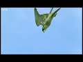 Pigeon contre faucon pèlerin | Animals: The Inside Story | BBC Mp3 Song