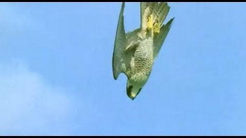Pigeon vs Peregrine Falcon | Animals: The Inside Story | BBC
