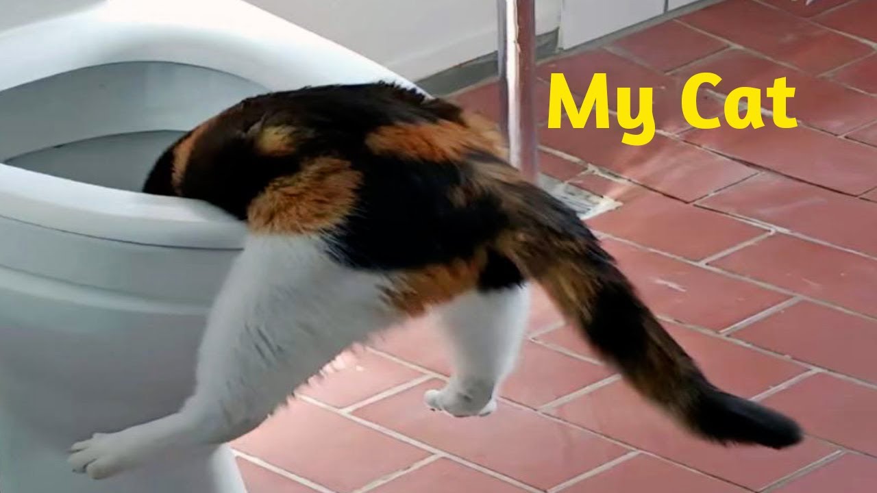 Другой кот против моего кота 😂