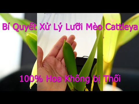 Video: Làm Thế Nào để Làm Cho Cattleya Nở Hoa