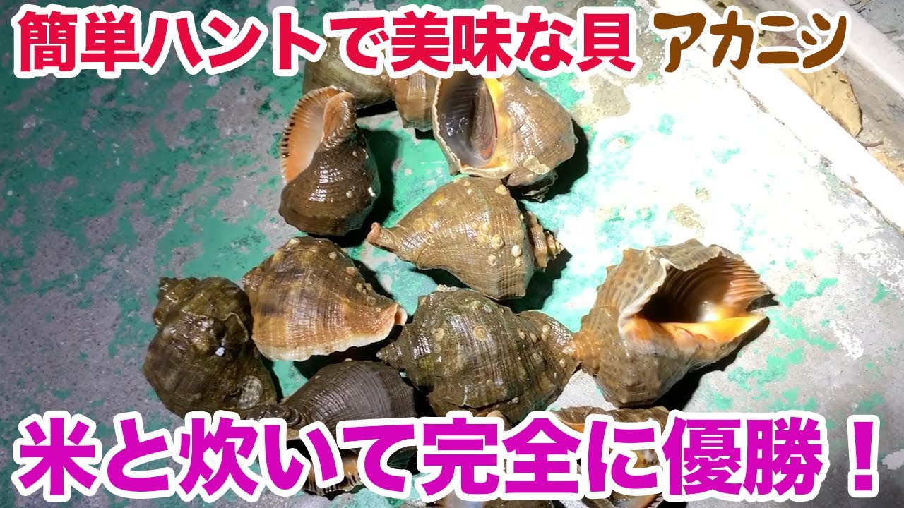 Red clams are easy to find and delicious, so cook them with rice