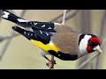 بلاخره کمی قفس سهره ها بزرگ تر شد  mp3