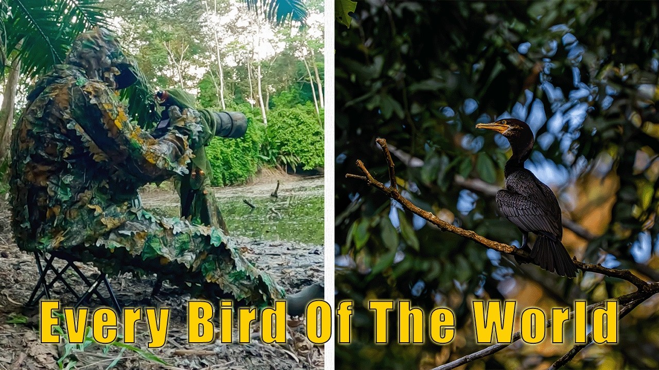 Relaxing Wildlife Photography | Every Bird Of The World