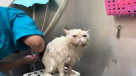 The cute British Shorthair grooming | Cat Grooming tutorial | cute cat | British blue cat