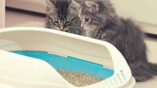 Can Multiple Cats Share A Litter Box Guide