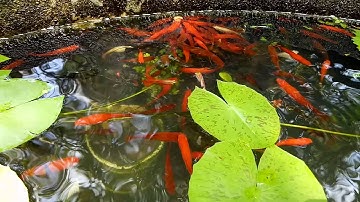 Nuôi cá hồng kim, cá mún, cá trân châu, cá bình tích và cá bảy màu trong hồ xi măng 2018