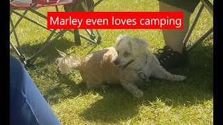 Blueberry Hill Rv Resort in Bushnell,Florida.....Our First Adventure Week 1 Part 2
