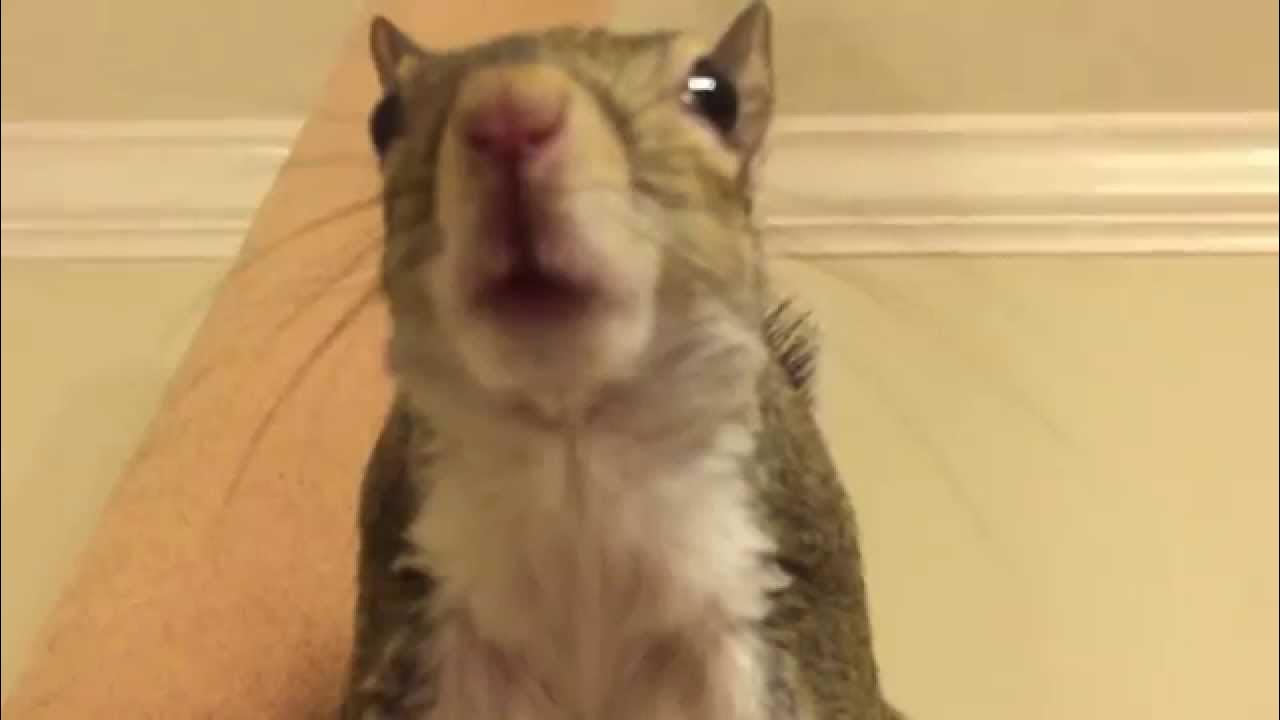 Squirrel Chirping and Barking YouTube