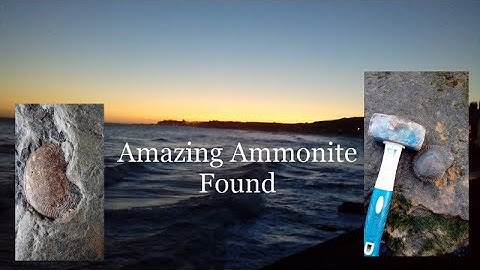 Fossil Hunting finds amazing ammonite #fossils #fossilhunting #ammonite