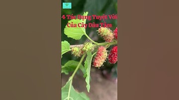 4 Tác Dụng Tuyệt Vời Của Cây Dâu Tằm