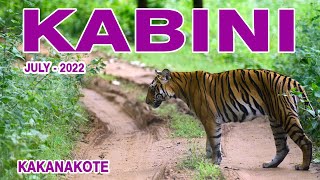 Male Tiger Spotted | Kakanakote Kabini Safari | July  2022