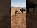 Lion vs Bull: The Moment a Predator Met Its Match