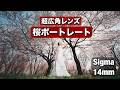 超広角レンズでかっこいい桜ポートレート!Sigma 14mm F/1.4 で日中シンクロ人物撮影!