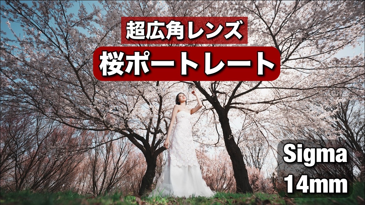 超広角レンズでかっこいい桜ポートレート！Sigma 14mm F/1.4 で日中シンクロ人物撮影！