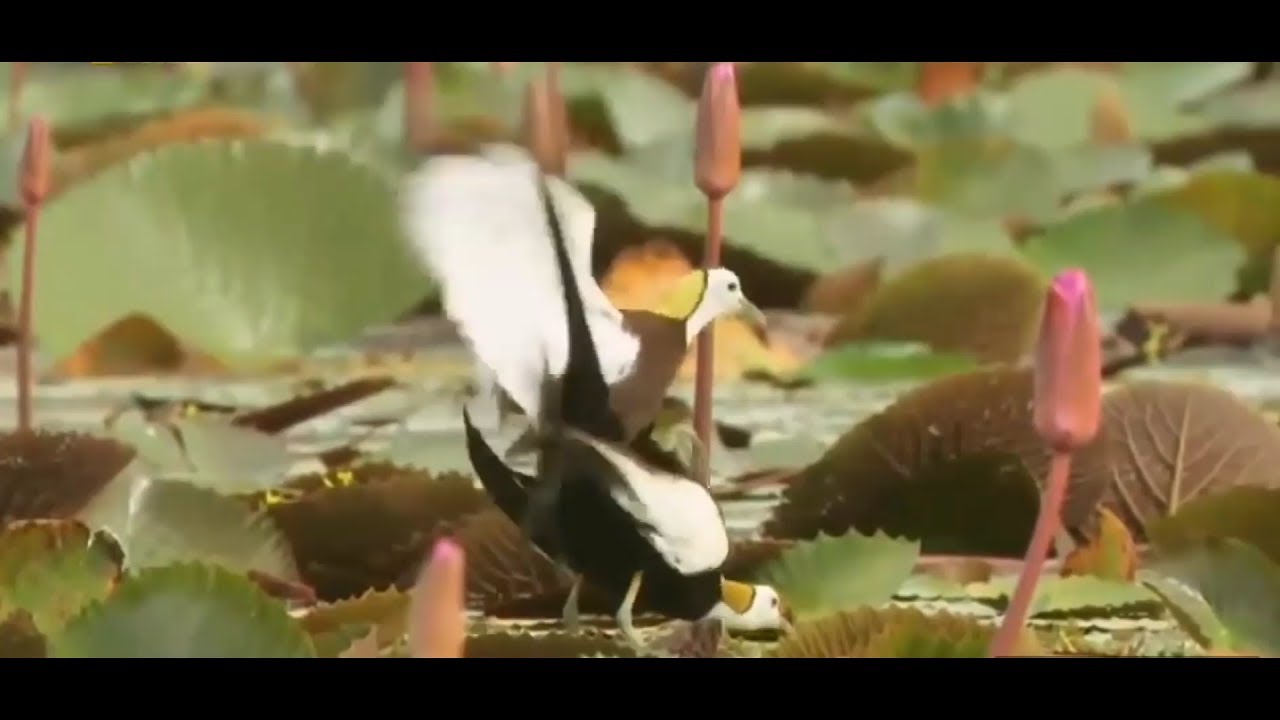 Ever seen birds mating??:- Jacana's on mission