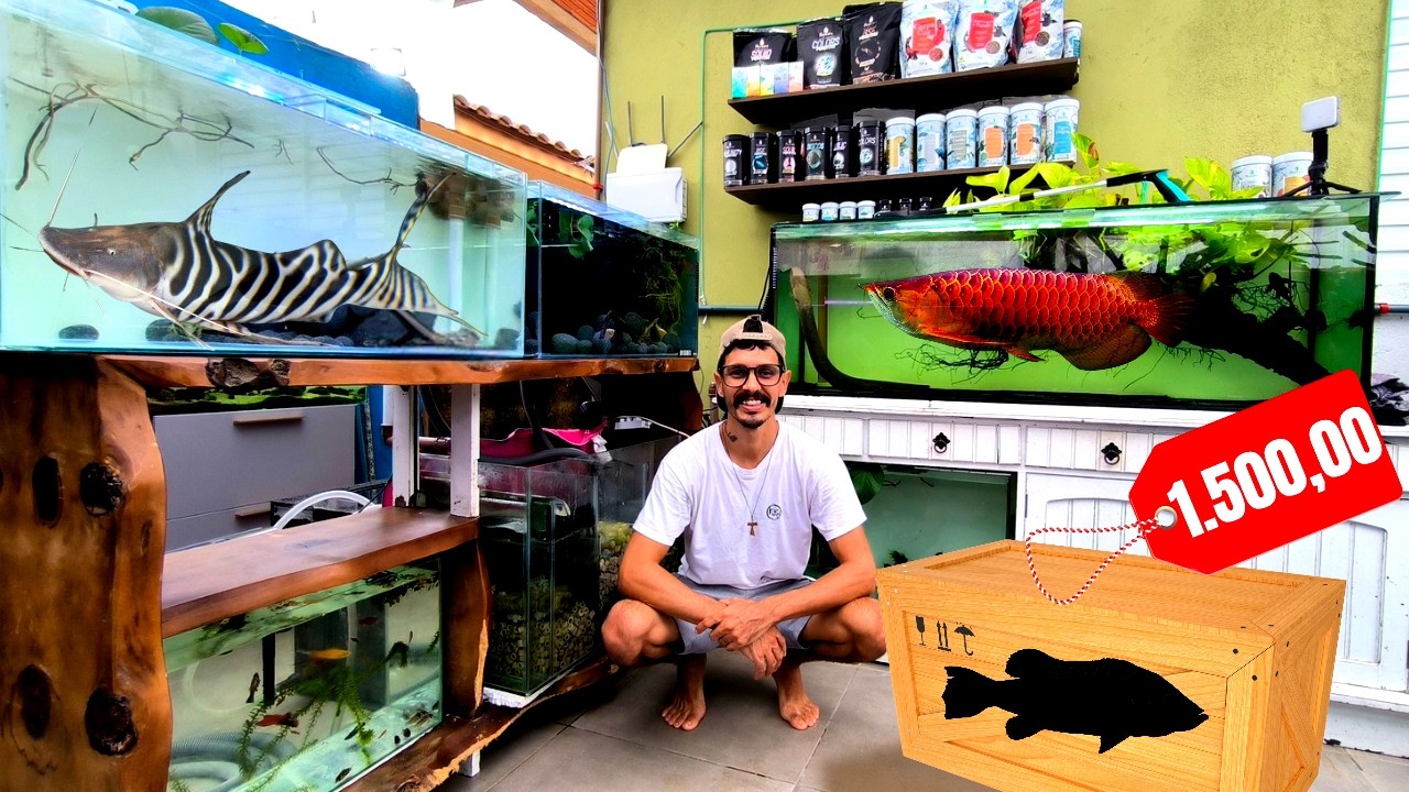 COMPREI UM PEIXE MONSTRO CARNÍVORO SUPER RARO DE 1500 REAIS 🤩