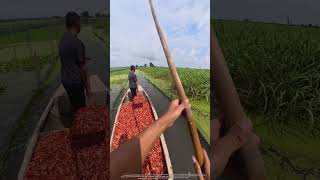 Wetland Logistics: How Traditional Waterway Transit Streamlines Rural Spice Harvesting