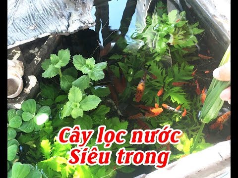 Video Lọc nước hồ cá bằng cây thuỷ trúc nước trong vắt-WATER... - youtube