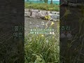 각시 원추리 #범어천 #향기 #감성충전 #각시원추리