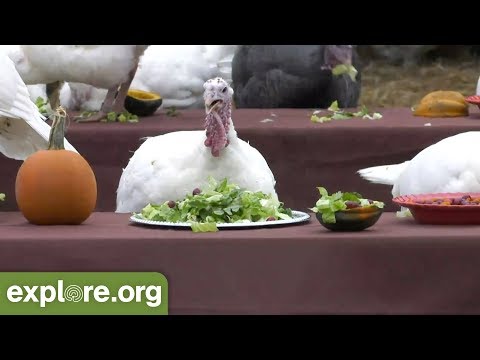 Three Steps to a Happy Thanksgiving