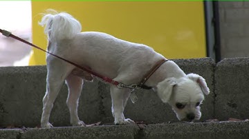 canon xa10 and RODE m5 ORTF stereo test