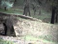 Impresionante espectáculo de la berrea de los ciervos_Alpasín_Córdoba (VIDEO 2)