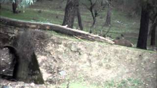 Impresionante espectáculo de la berrea de los ciervos_Alpasín_Córdoba (VIDEO 2)