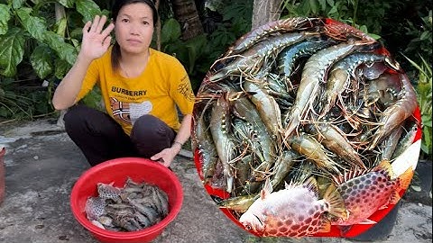 Đi chài sông bào vủng dính nhiều tôm sú bự không thấy ham quá cuộc sống mưu sinh “Hoàng Lê Vlog “