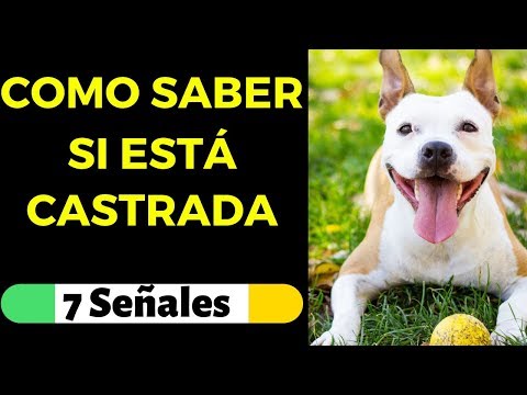 Video: Cómo saber si su perra ha sido esterilizada o reparada