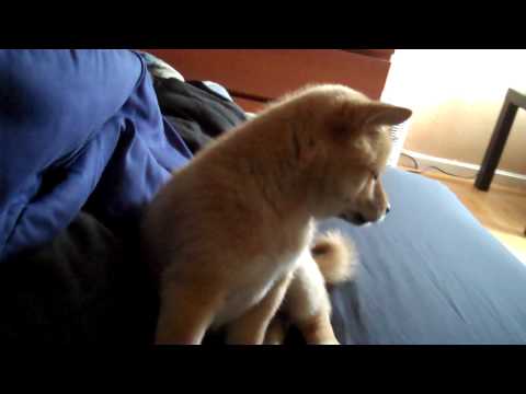 Shiba Inu Dog Breed Information