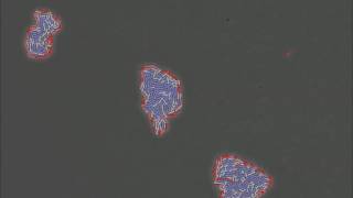 Single-cell segmentation, single-cell width overlaid on raw movie