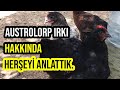 AUSTRALORP TAVUK HAKKINDA HERŞEY | IRK ÖZELLİKLERİ, YUMURTA VERİMİ | GURK OLUR MU? | (Blue chicken)