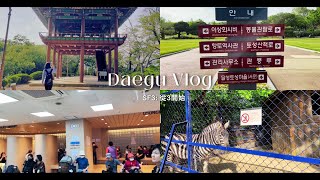 Daegu Vlog Pt 5 Korea Seomun Market| Dalseong Park Mini Zoo Sf3: 從3開始 【Eng Sub】 Resimi