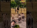 Sapi Tiba-Tiba Berhenti Panik! Saat Kawanan Singa Afrika Mendekat 😱🐄 | Lion Attack Moment