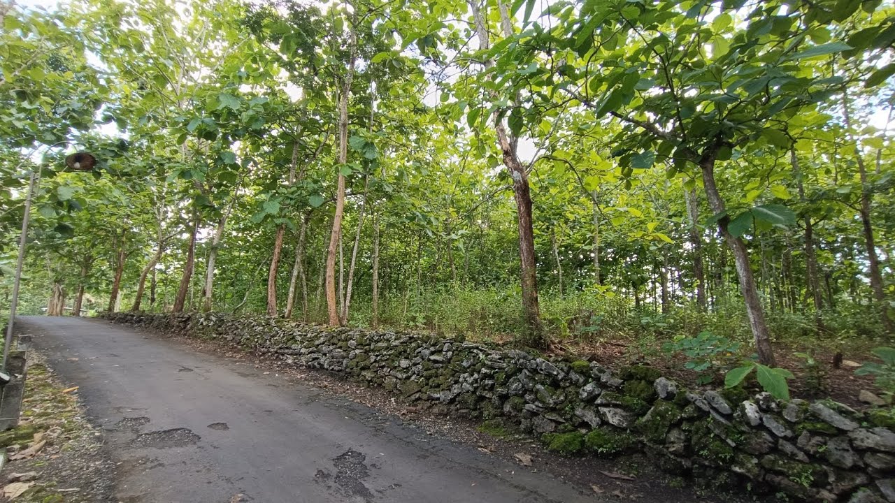 Dijual tanah strategis 100m jalan raya cocok untuk tempat tinggal kota wonosari ✅