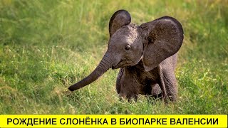 Рождение слонёнка