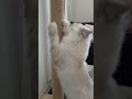 #lila #prenseslila #kedivideoları #cat #catshorts #catlover #funny #pets #kitten #trending  #keşfet