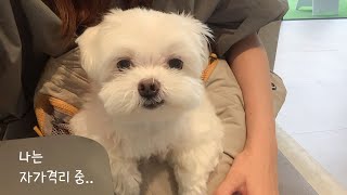 [ENG]The Maltese dog that lives fine without me