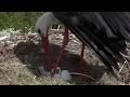 2026 05 04 Storchennest Lindheim,***NEWS***Wilma&amp;Wilfried haben das 1.🐥bekommen