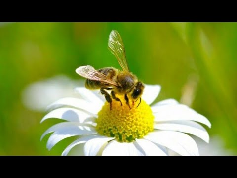Video: Ubod Pčele Ili Ose - Oticanje, Oticanje I Alergije Nakon Uboda Pčele