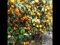 Выращивание лимона на юге Казахстана. Интервью с Манатом Тансикбаевым.