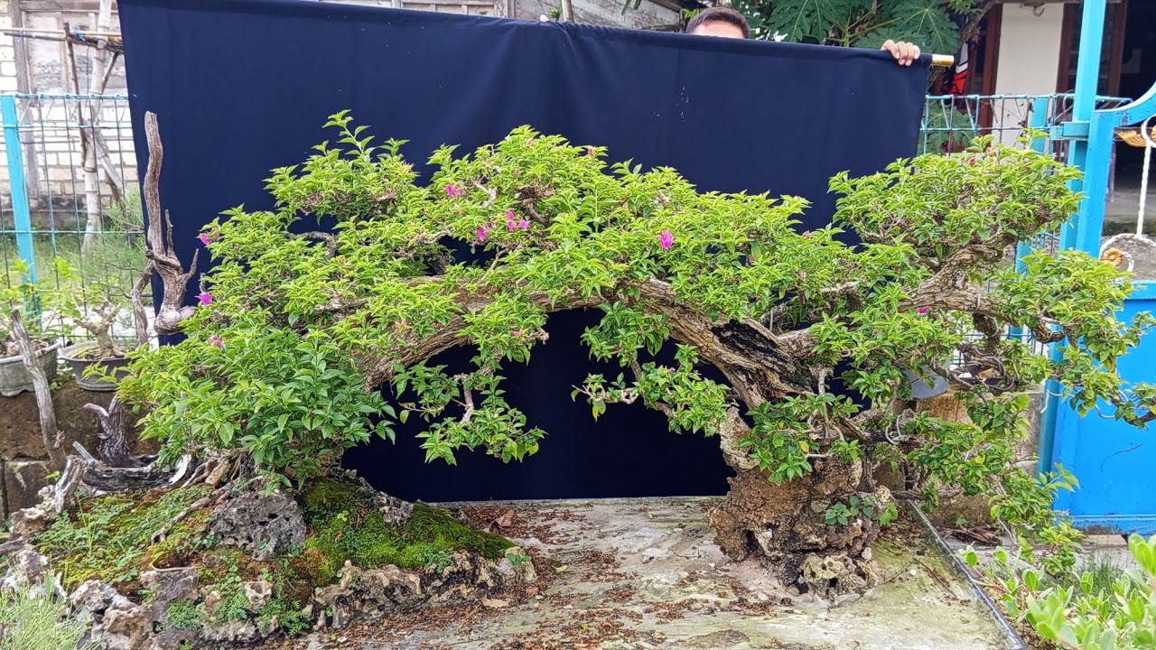 Cek hrga bonsai Bugenfil dn Elegan otr ,spek kontes 0831 3204 1168