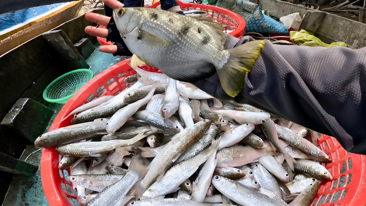 Một Buổi Te Cá Đối Sông Thật Vui Khi Bắt Được Những Con Cá Lạ|| TCNTV #620