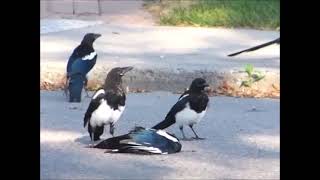 Information Shorts 309 Magpie Death Ritual Update